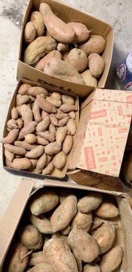Sweet potato donation by PCC's Agribusiness program
